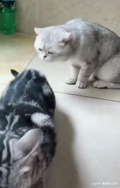 猫咪想和同伴示好，不料同伴一个屁，把所有美好幻想都嘣没了！