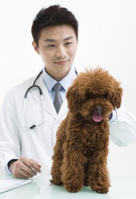 泰迪这5个“求救”信号，宠主千万别视而不见！