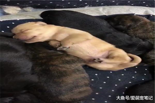 金毛生了七只小奶狗，結果有兩只是豹紋色，網友：自由戀愛的惡果