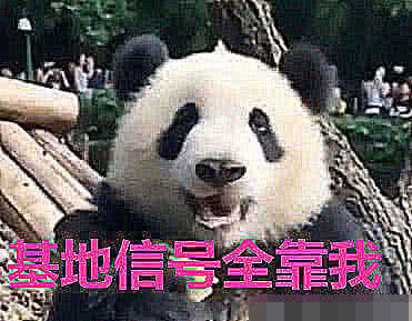这只头上有呆毛的熊猫火了，熊猫：我头上有WiFi，我身后有尾巴