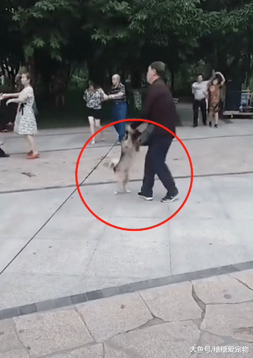 大爷跳广场舞“爆笑”，他的舞伴居然是一只二哈，狗：我太难了