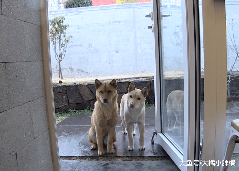 2只狗狗被救后赖在店里不走，被驱赶后，一个暖心动作打动了老板