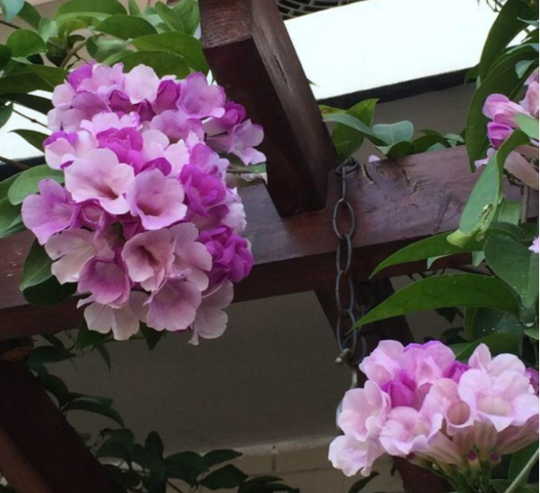 蒜香藤是一种开花时间很长的植物，我们在养护过程，能够多次赏花