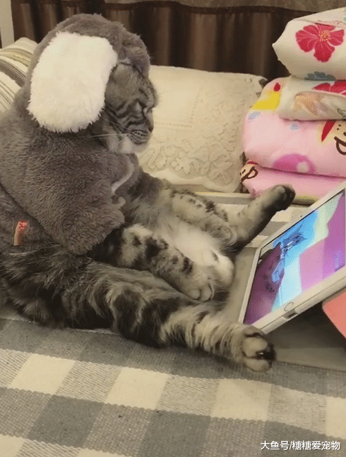 猫咪也爱葛优瘫，启动夏天追剧模式，铲屎官：腾个地方，一起追！