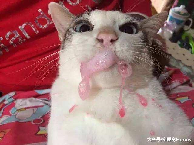 如何給貓咪喂藥，這幾個小計策值得一試！