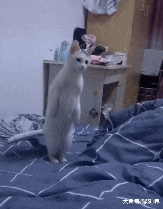猫咪惊奇的站了起来，这是要干啥？猫咪：要我学土拨鼠叫吗？啊~