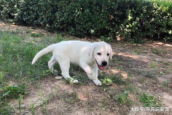 拉布拉多找了个“女朋友”，但网友不同意，还不让它们见面