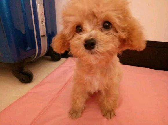 心疼宠物店那个无人问津的小狗，买回来后发现原来是个活宝