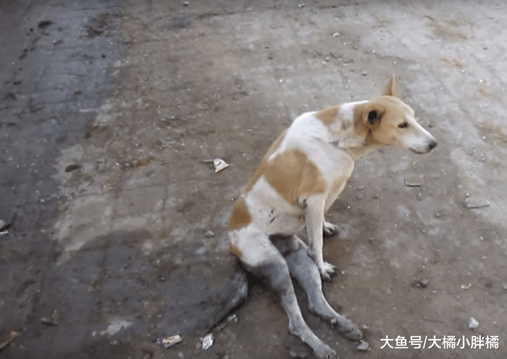 流浪狗被车撞成重伤，路人对它避而远之，三位小伙的做法让人佩服