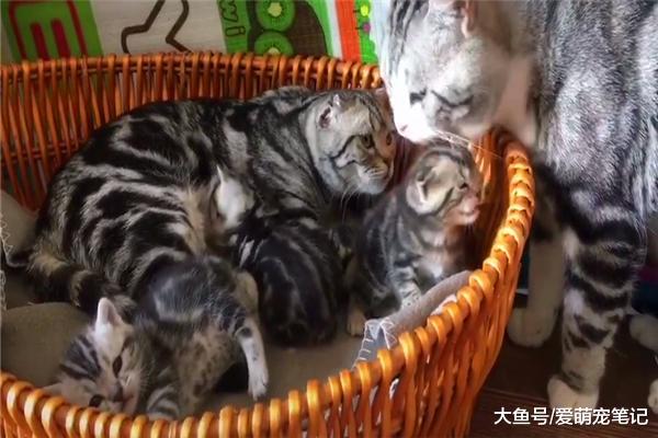 美短生了三只小奶猫后，猫爸就一直在旁边亲吻安慰，萌化主人的心