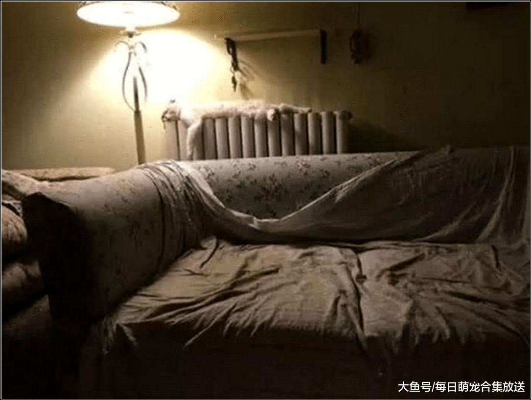 猫咪早上被绝育，女主半夜发现它趴在暖气片上，走进一看笑喷了