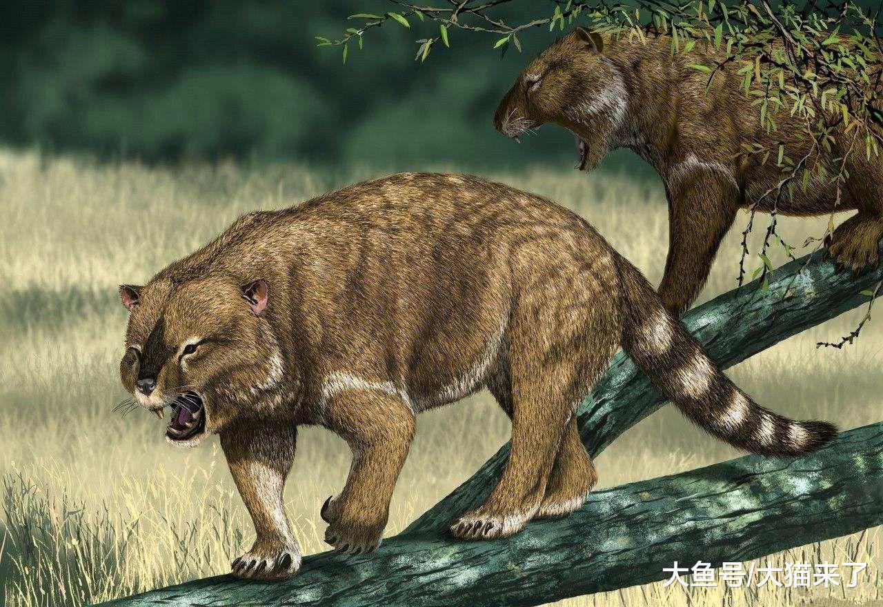 这种动物叫狮却不是狮，体型像小型老虎，咬合力却超过非洲雄狮