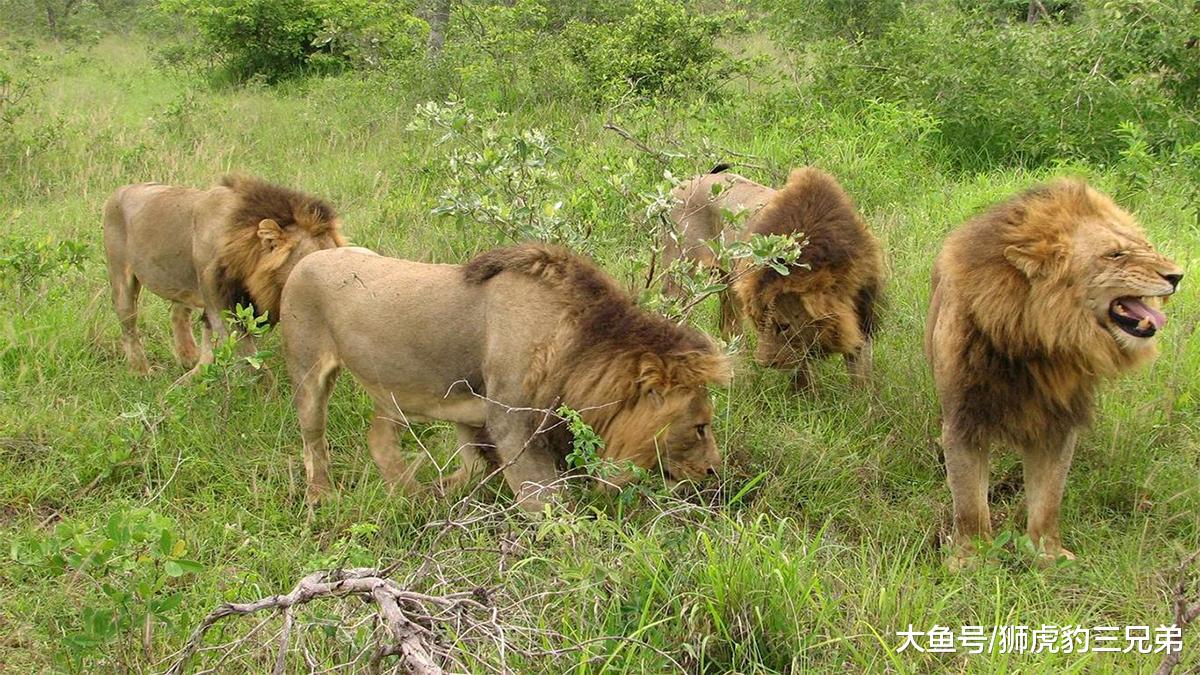 几头老虎才能与非洲的狮群坏男孩联盟抗衡？5头孟加拉虎够吗？