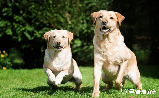 喜欢狗狗就适合养狗狗吗? 并不是, 下面5种人会把狗狗“养坏”的