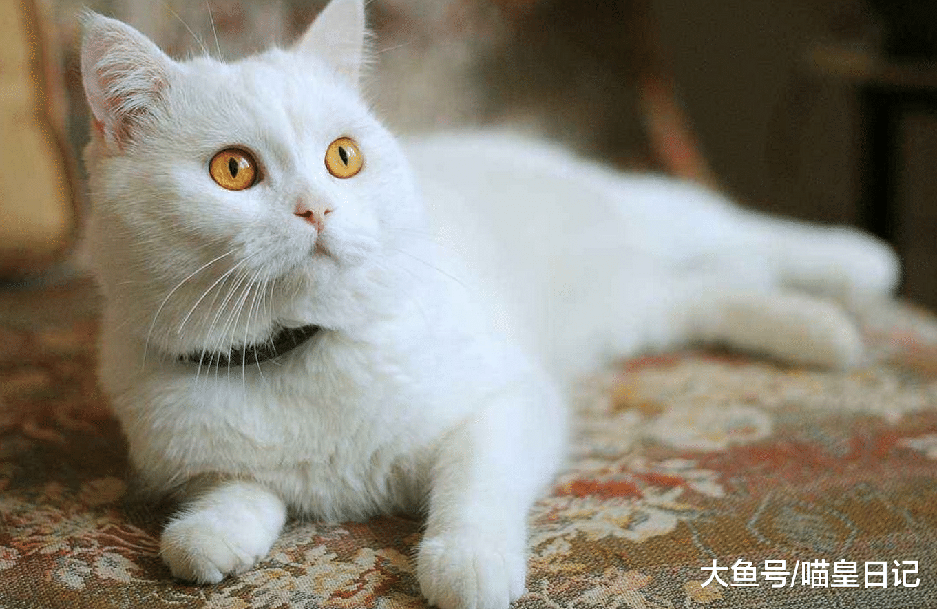 虽然很多人喜欢喵星人, 但却不是大家都选择养猫的, 原因在这里!