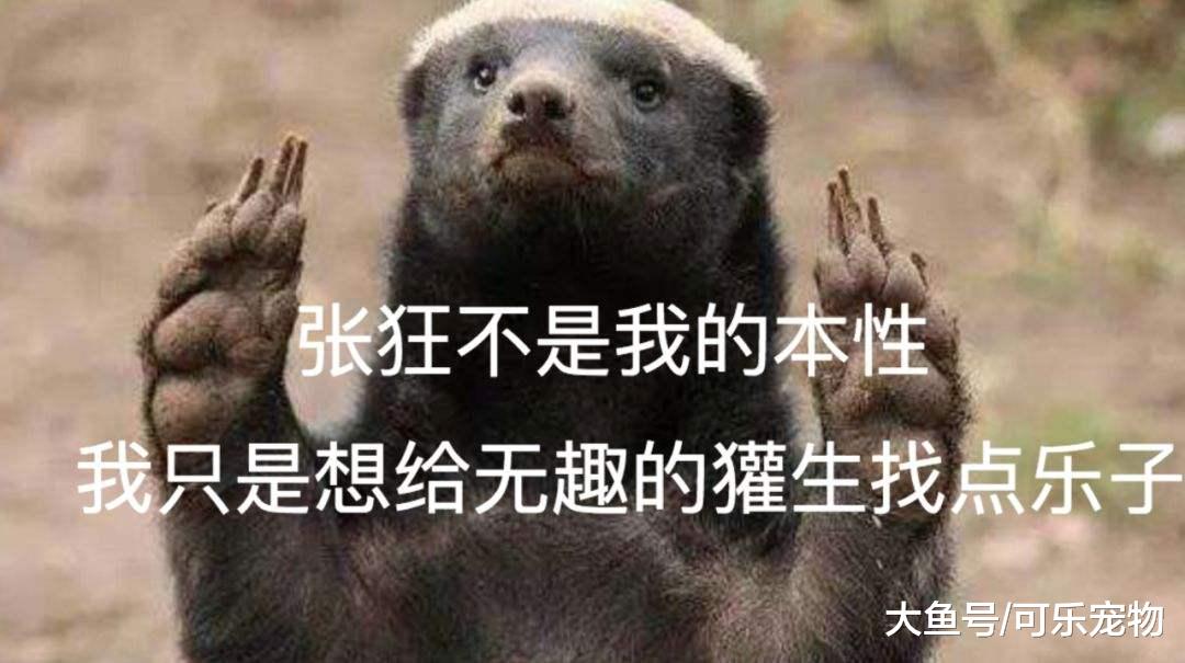 天不怕地不怕的平头哥，却被当作宠物养，被主人抱着十分乖巧