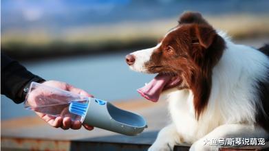 带宠物自驾游是怎样的体验？