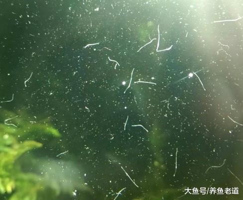 鱼缸里出现小白虫、小黑虫、水面泡沫等问题，全部用这一招搞定！