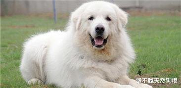 这5种狗狗，明明体型很大，却一个比一个温顺