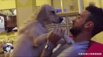 狗狗犯错被责骂，结果扑到主人怀里撒娇，以后真的不敢了