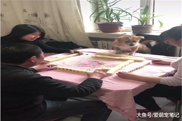 網友打麻將三缺一，只能拿狗狗湊個手，狗：為了這個家操碎了心！