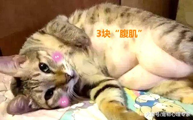 给猫咪洗澡，吹干时发现异常，翻开肚皮一看，这腹肌练到位了