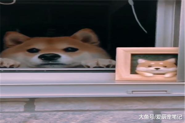 网友捕捉到一只被迫营业的柴犬，真是穷人家的狗子早当家，萌化了