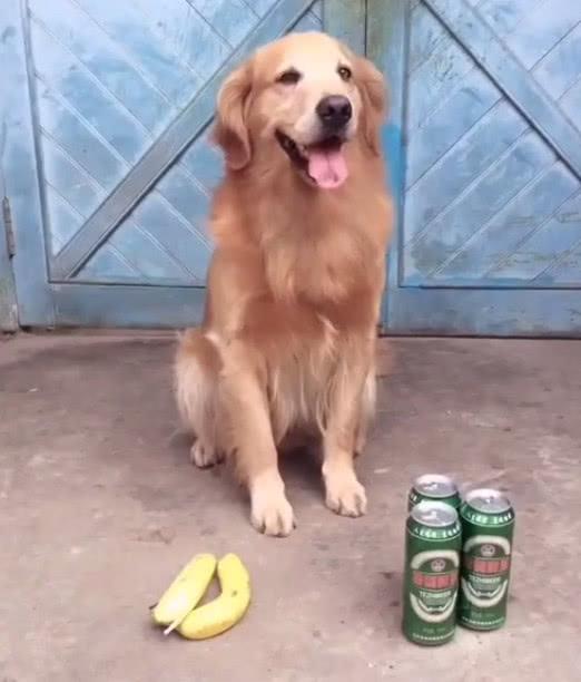 主人指着啤酒和香蕉问有多少, 结果看到金毛的反应让人笑喷!