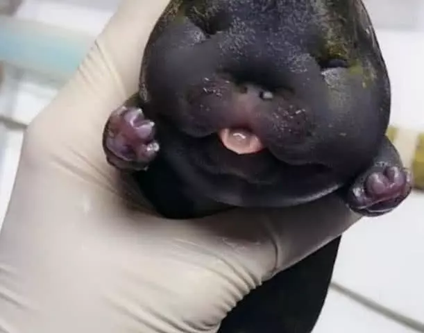 土狗产下独子，看到父母发来的照片，主人默默哭泣