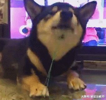 柴犬用牙齿咬住皮筋，然后用爪子按住又松开弹自己，有自虐倾向吗