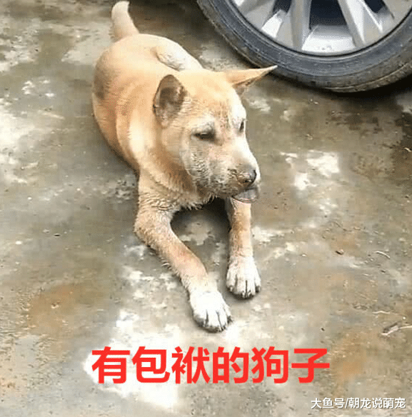 看到狗狗伸着舌头，当时男子感觉很滑稽，当靠近一看却泪奔！
