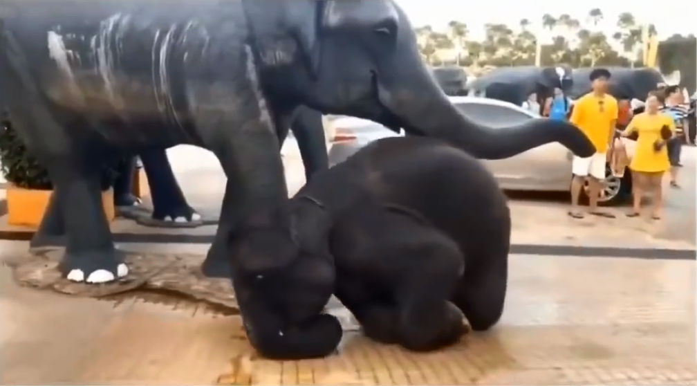 泪目！失去母亲的小象对着雕塑撒娇，那是记忆中妈妈的样子