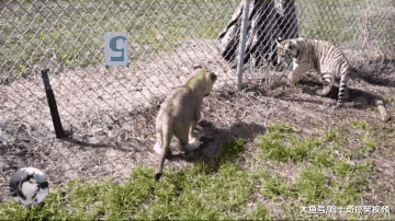 二哈闯入老虎园区，结果把小老虎当猫咪，狗：这猫长得真大