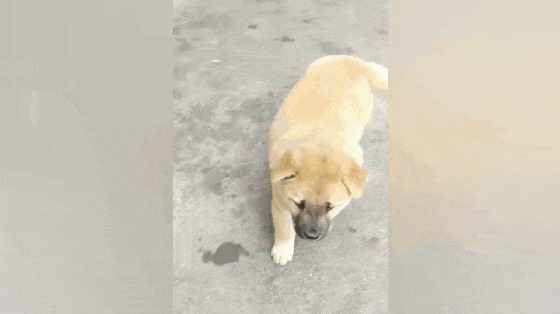 白狗生出黄狗崽, 主人嫌弃狗崽长得丑, 网友: 狗爸得丑成啥样…