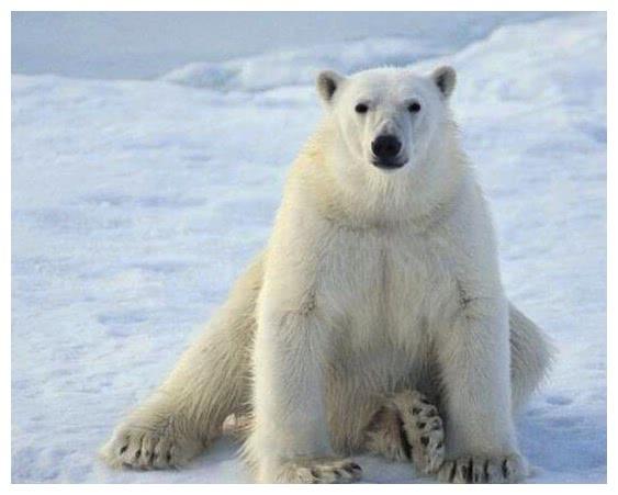 熊大、熊二的家族實力到底多有強？熊科動物了解一下