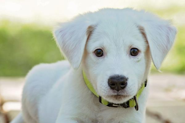 你真的懂得合理的喂食吗？爱宠除了吃狗粮之外，还需要吃这些食物