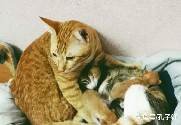 母猫生孩子全程苦不堪言！公猫的第一反应惊呆众人！网友：我老公竟然还不如一只猫！