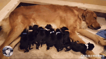 金毛跟二哈“喜结连理”，生下了9只宝宝，结果奶狗没人要