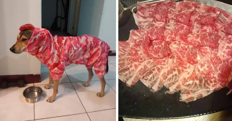 网友给狗子买了款雨衣，结果越看越像肉片！狗子：不要吃我！