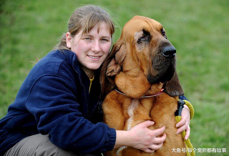 嗅觉最灵敏的犬种，通过气味追查的最高纪录是二百二十公里