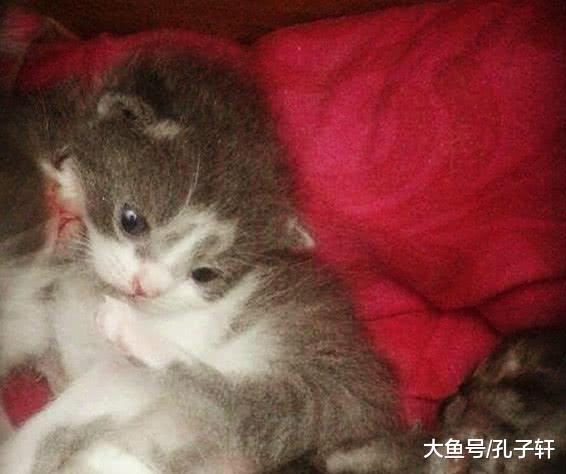 蓝猫刚下了一窝小奶猫，主人朋友正准备撸时，蓝猫的反应让朋友很尴尬