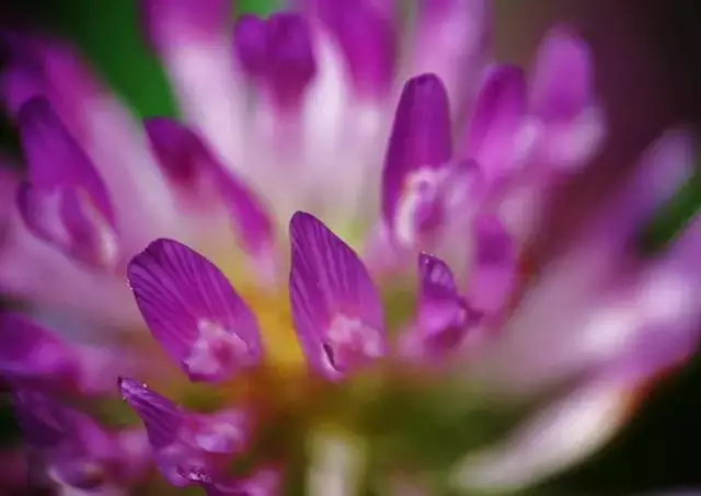 摄影技巧：三分钟，让你了解景深是什么意思