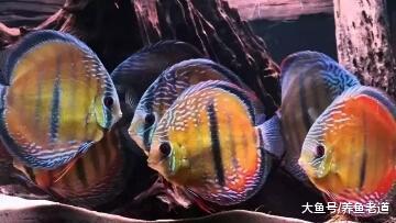 鱼缸过滤的重点到底在哪里, 新鱼友们要学会基本功!