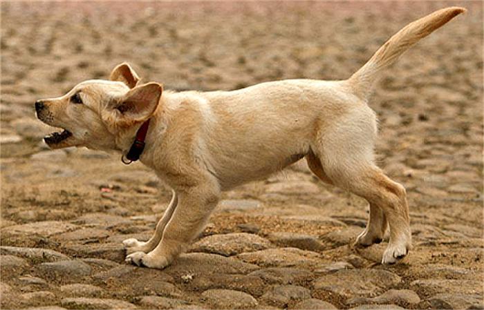 为什么狗狗都喜欢仗人势？什么样的主人狗狗会很怂？