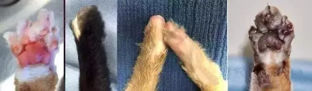 残忍至极的猫咪去爪手术的真相！请问：不懂猫你养什么猫？！