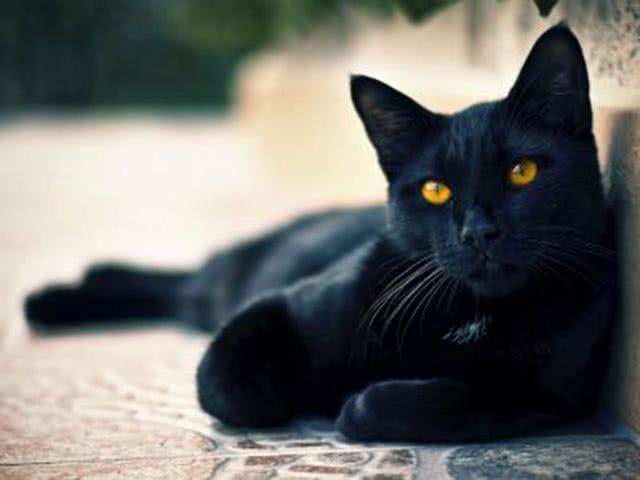 为什么说玄猫可以辟邪，被称为“镇宅神物”？