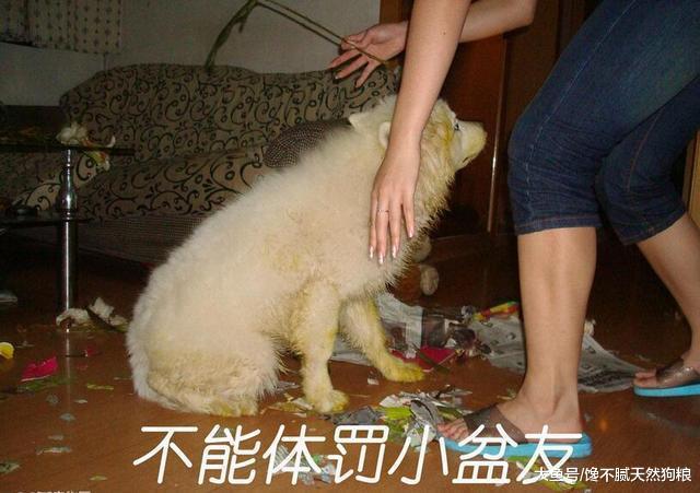 养狗需谨记，当心你的这五种行为，会让狗狗讨厌你！