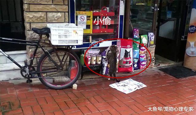 猫咪在宠物店门口偷吃猫粮，不试吃一下怎么掏钱