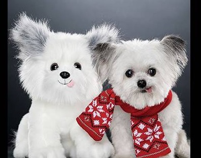 世界上最小的治疗犬，辛勤工作，热心公益，小个子难掩伟大的生命