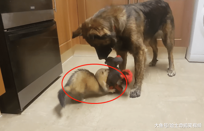 主人給德牧找了“弟弟”，可相處卻不融洽，別當它是耗子就好